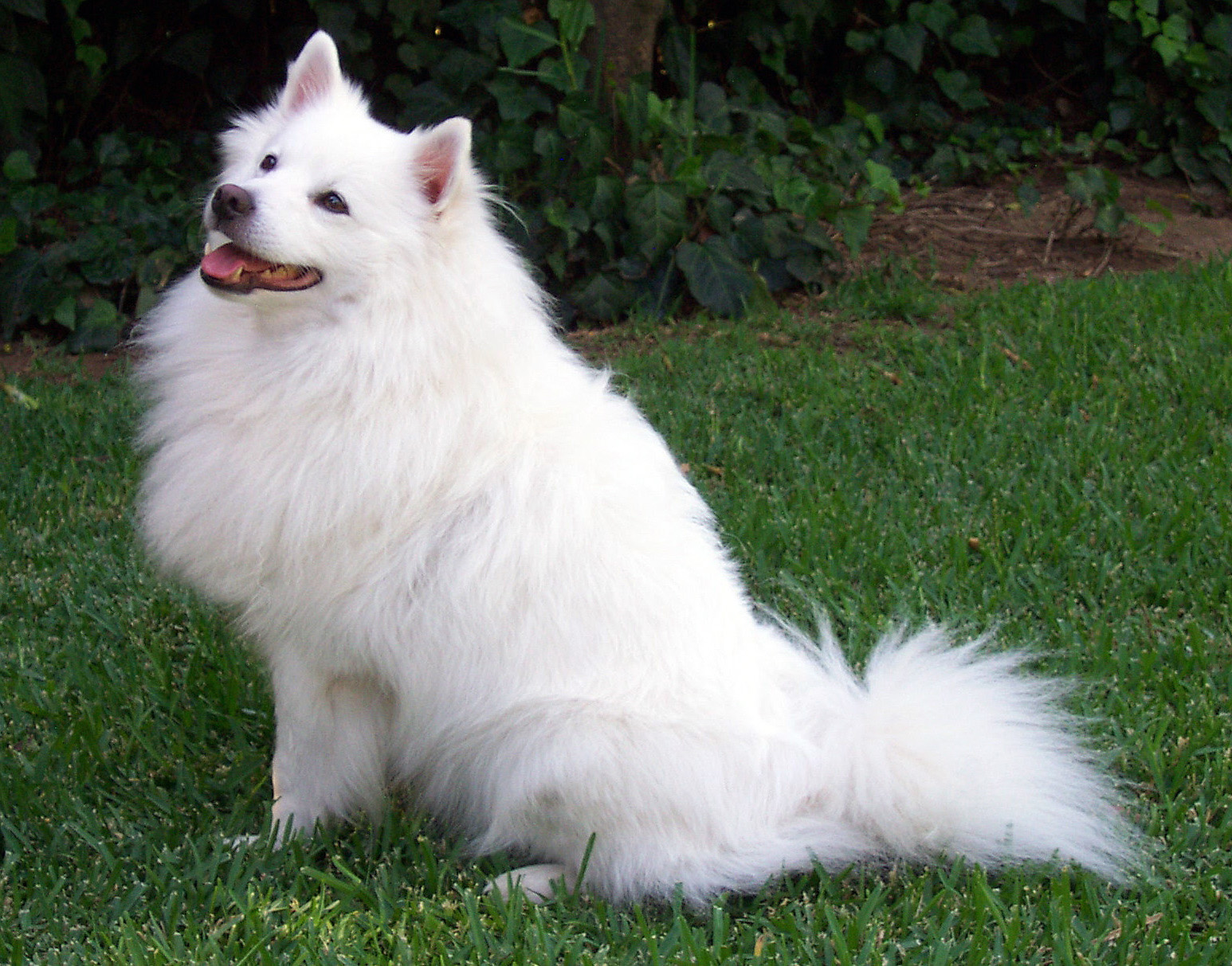 Starter dog image